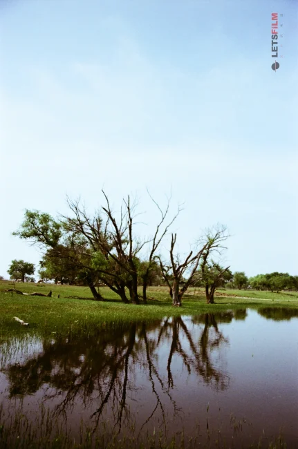 202606.18-19 向海乾安之行 - 影像 50 | 设备: Nikon Nikon F6, Kodak Colorplus 200