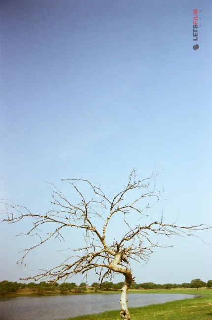 202606.18-19 向海乾安之行 - 影像 46 | 设备: Nikon Nikon F6, Kodak Colorplus 200