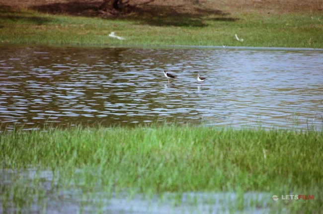 202606.18-19 向海乾安之行 - 影像 43 | 设备: Nikon Nikon F6, Kodak Colorplus 200