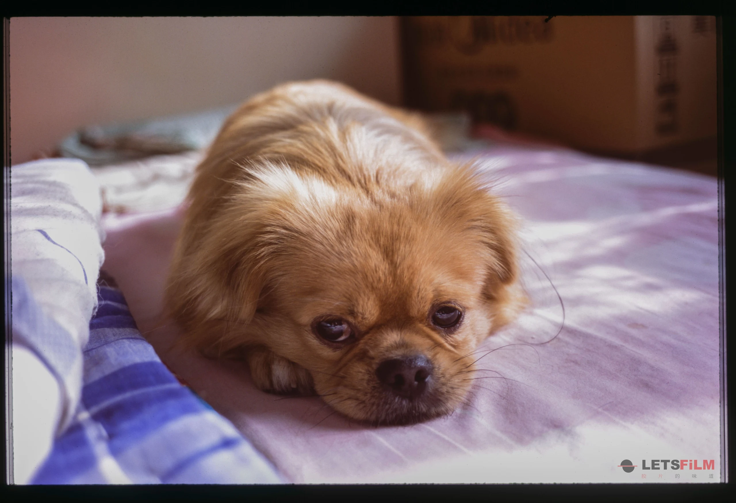 「暗房来信081」 小兄弟们 - 影像 4 | 设备: Nikon FM2, Nikon FM3A, Nikon Nikon 35Ti, Fujifilm Fujichrome Provia 100F
