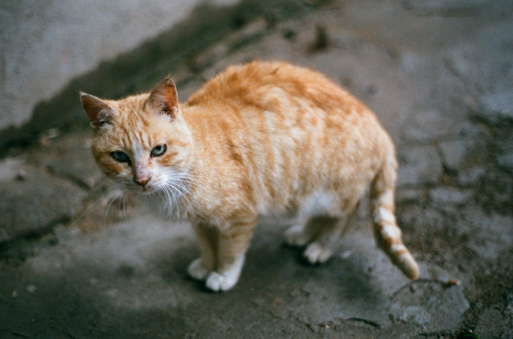 投稿作品No.26 喵，猫