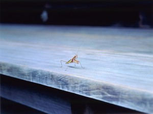 Wim Wenders