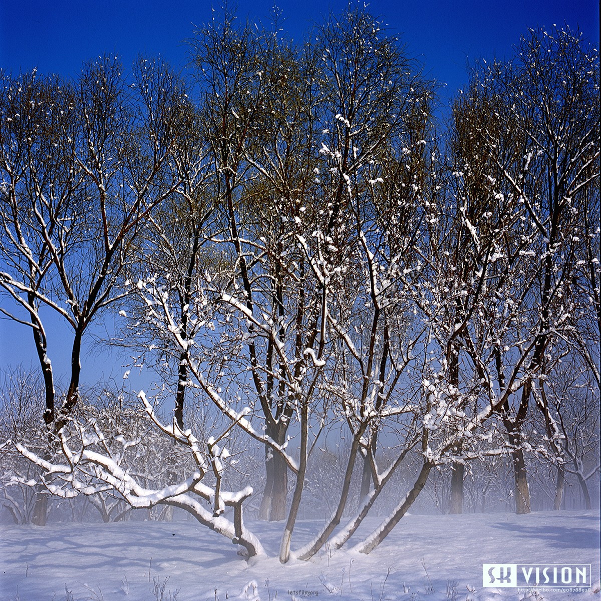 春雪