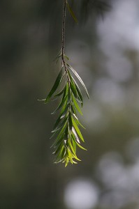 论散景·散还是不散？