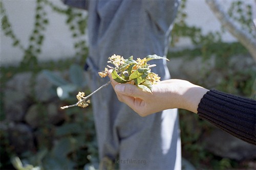 箱庭的季节 - 林田摄子