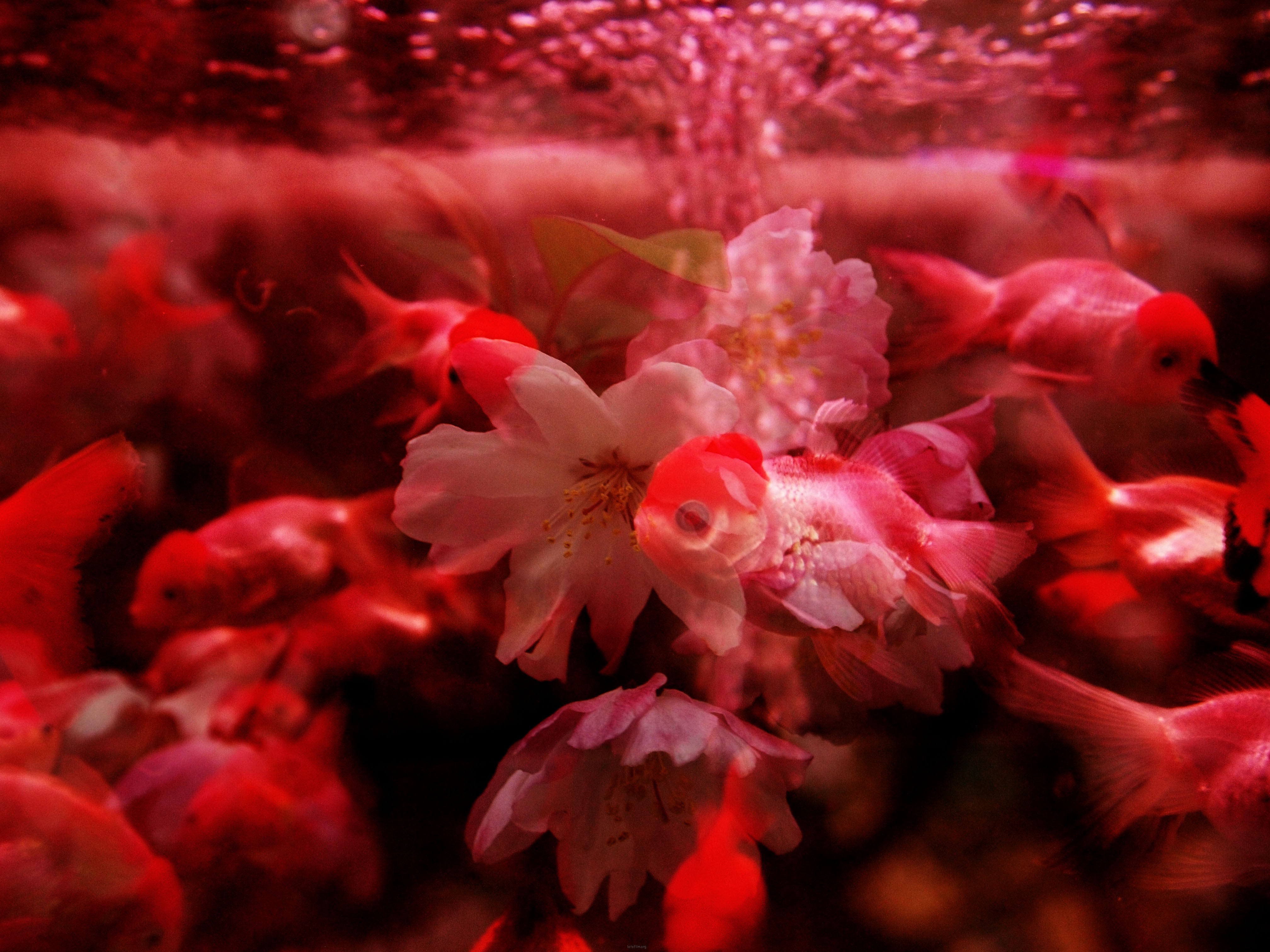金魚花火