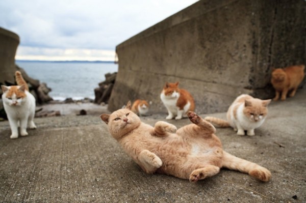 猫的国