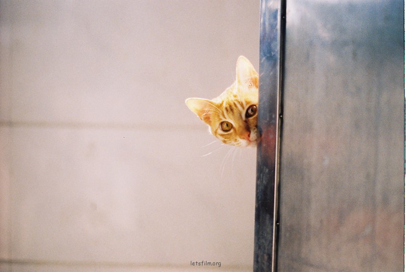 私房猫