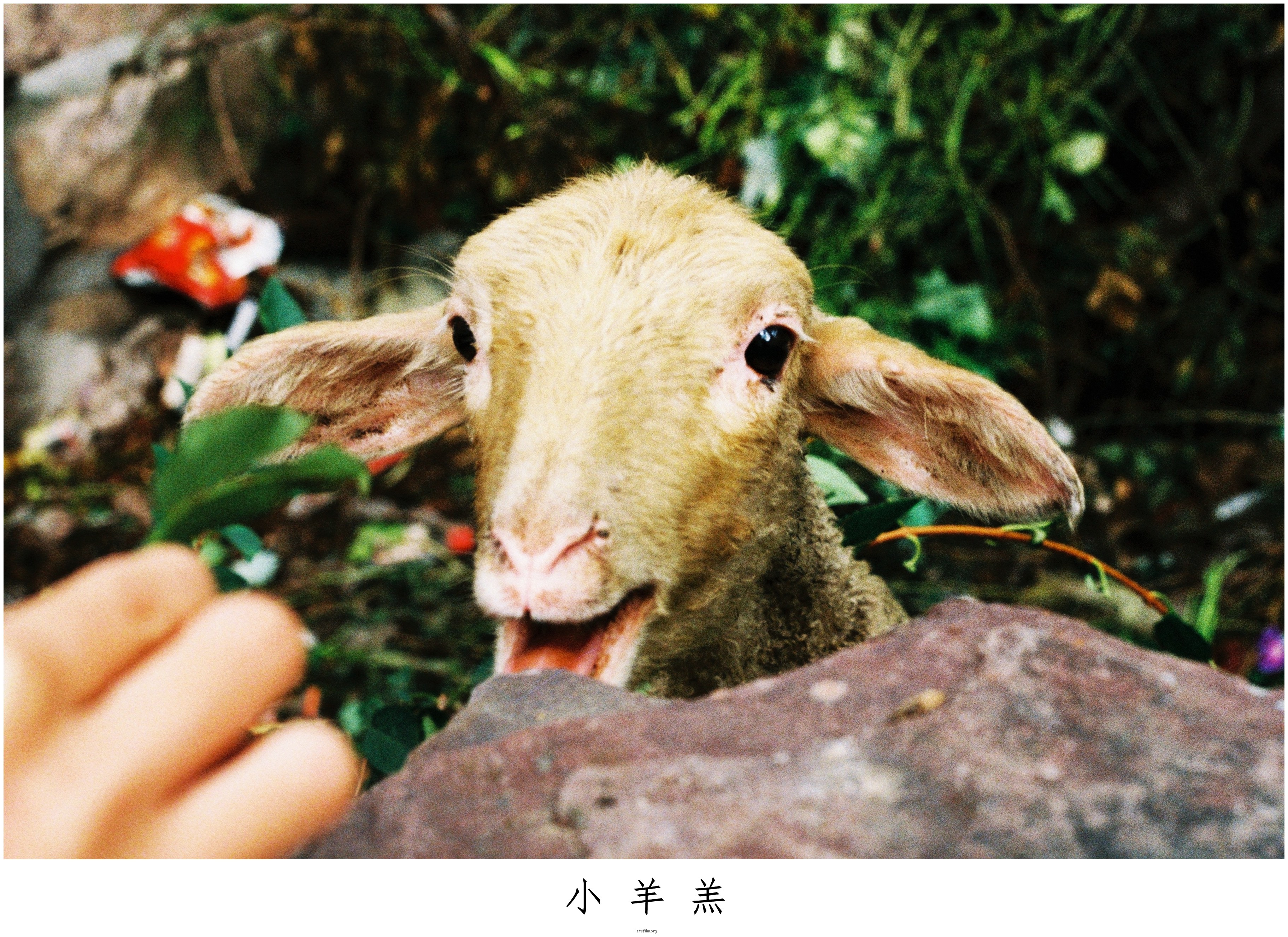 镜头中神态自若的小伙伴们