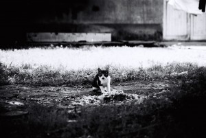 投稿作品No.325 black&white_ecnu