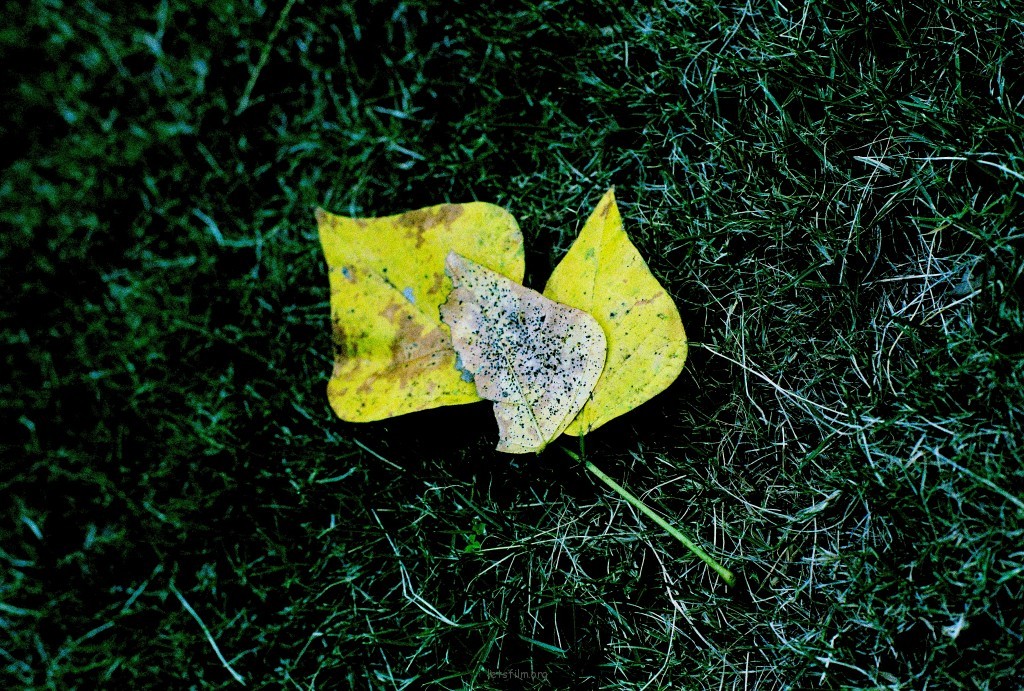投稿作品No.554 Fallen Truth