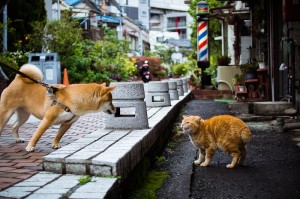 东京街猫摄影师大集合——东京猫色