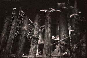 投稿作品No.723 重庆不是森林