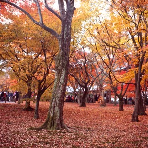 京都·一日乘车券