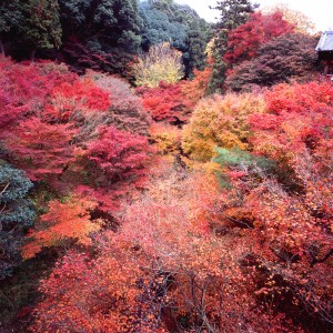 京都·東福寺、伏見稻荷