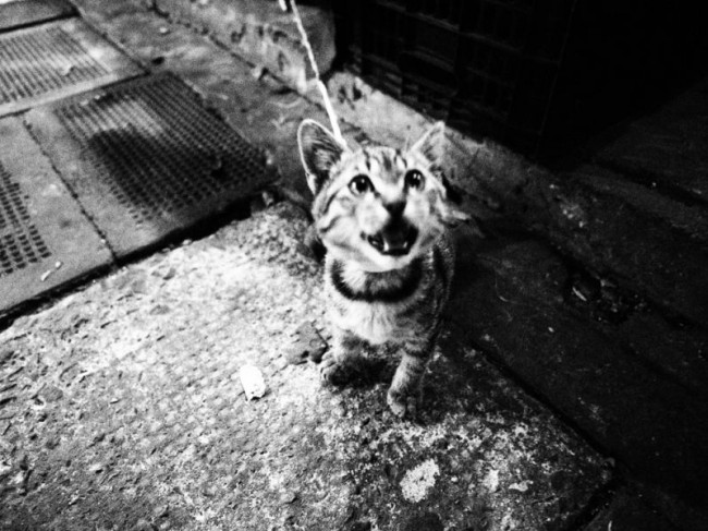 投稿作品No.1571 献给遇见过的那些猫儿们