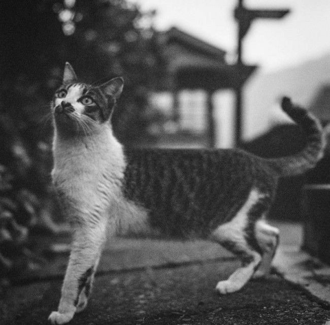 猫的世界