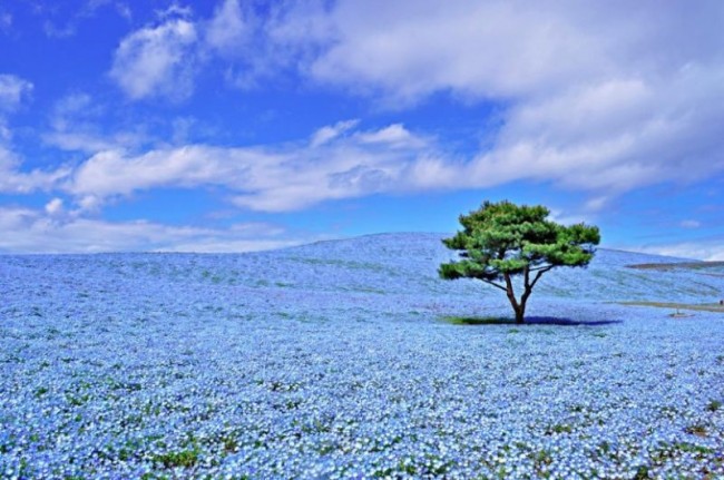 日本的花海乐园—日立海滨公园