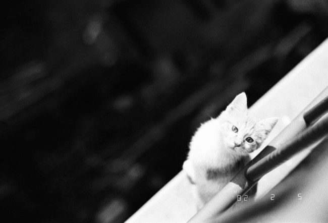 投稿作品No.3694 我是猫