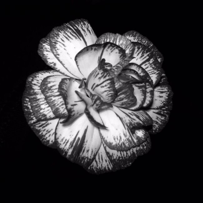 投稿作品No.4463 素颜鲜花