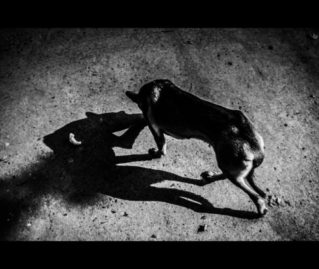 犬