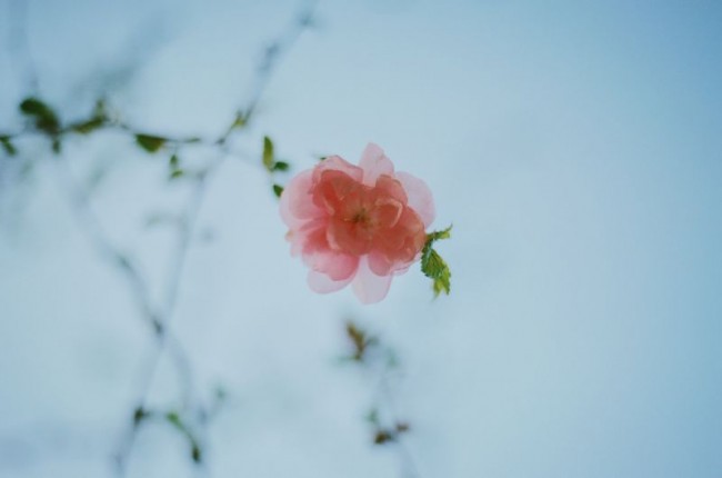 [7849] 夏天的蓝