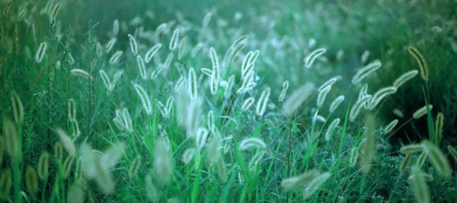 [8204] 菊次郎的夏天