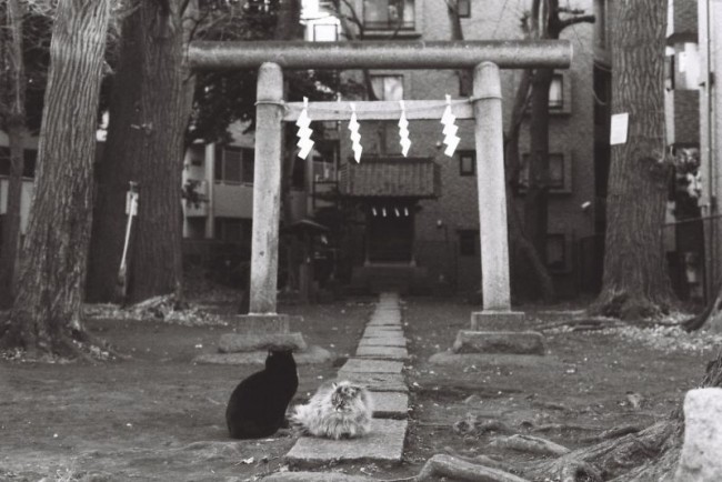 [11383] 猫 | Episode VI