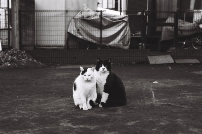 [11781] 猫 | Episode VII