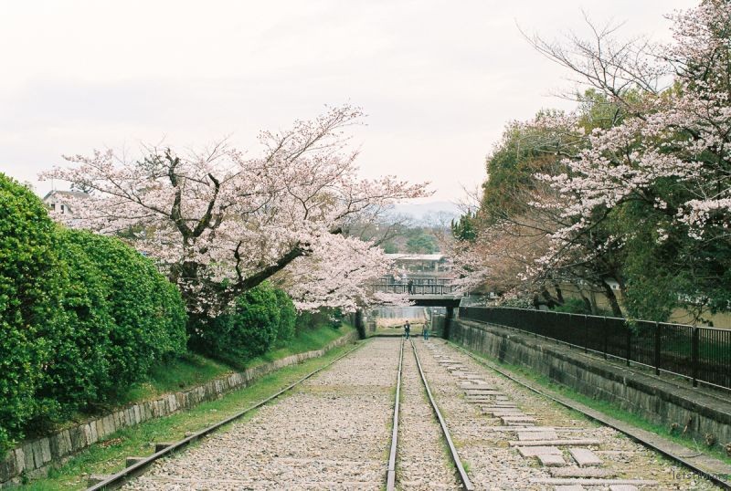 樱花季