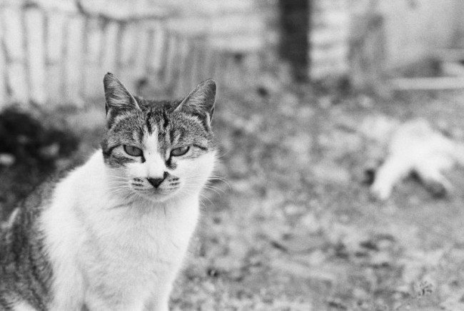 [13507] 校园里的猫