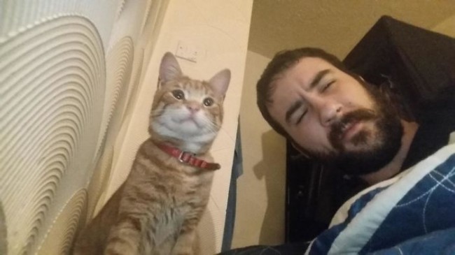 我没有养猫，但它却总是突然出现…