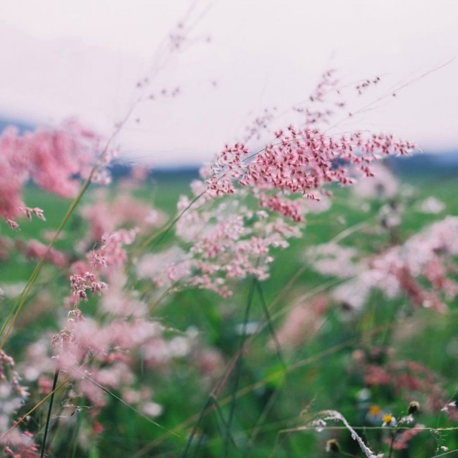 [15797] 慵懶綿長又像棉花糖的夏天