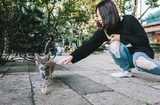 如何拍出好看的猫片？
