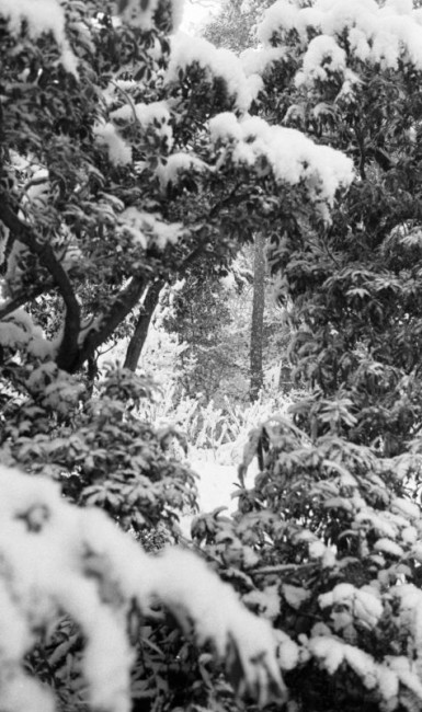 [16854] 雪国