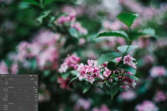 Lightroom 中的色调曲线