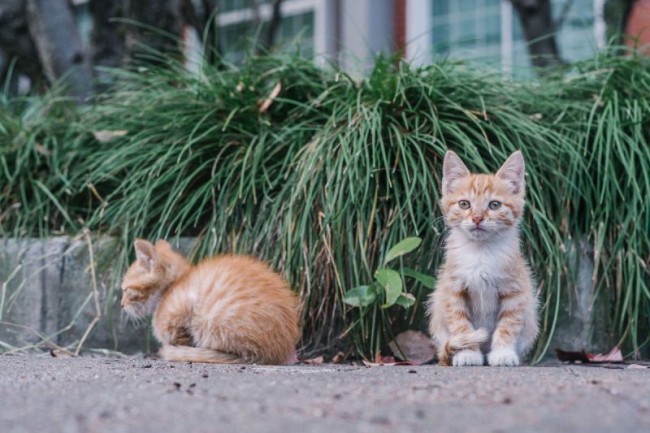 猫片要这样拍