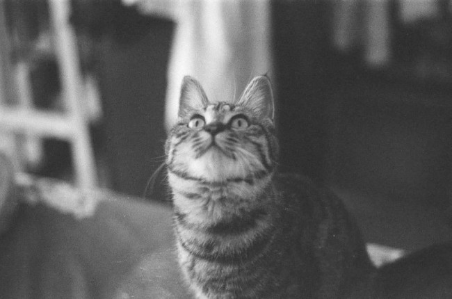 [21577] 流浪猫咪与爱