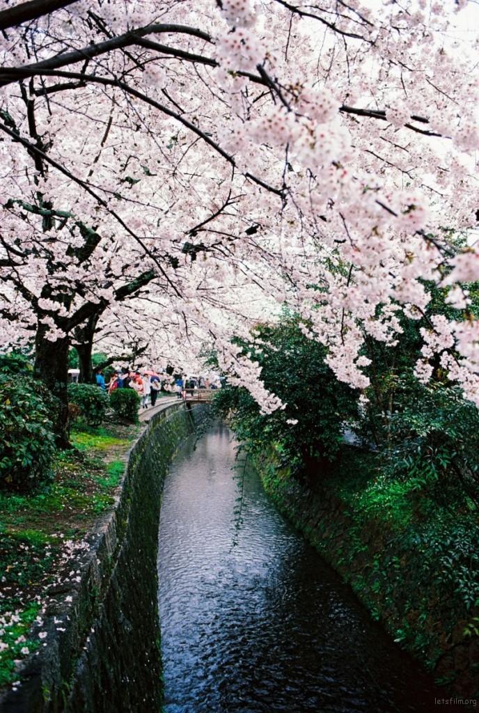 [22892] 年年岁岁花相似