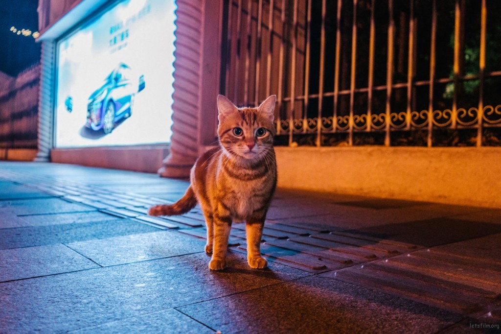 那些流浪猫教会我的事：关于爱、边界感与好好告别