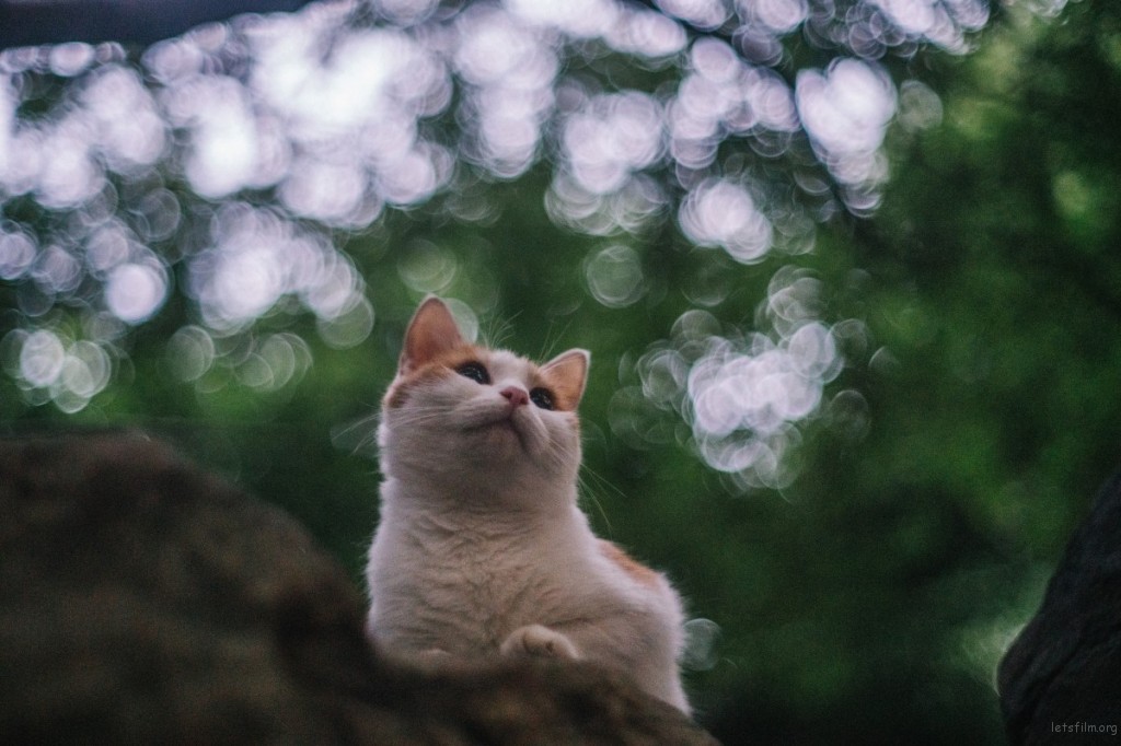 每个人的心里，都有一个回不去的夏天