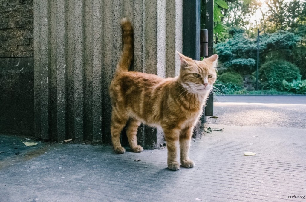08 在城市的褶皱里，她遇见了一只不慌不忙的猫