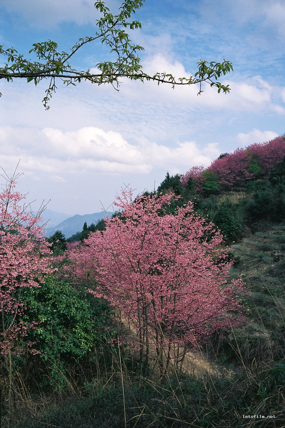 山樱