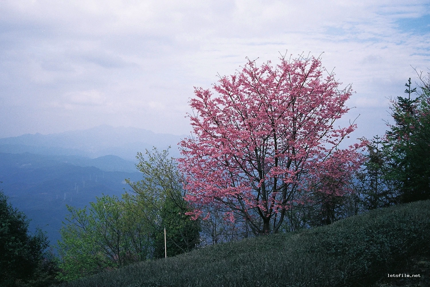 山樱