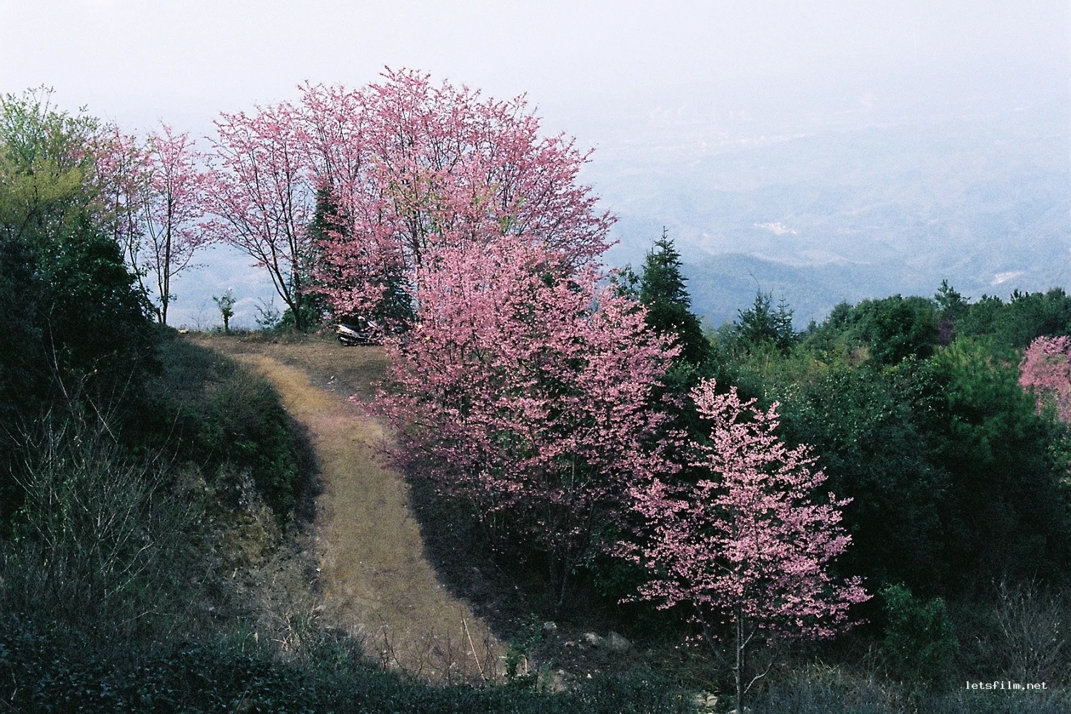 山樱