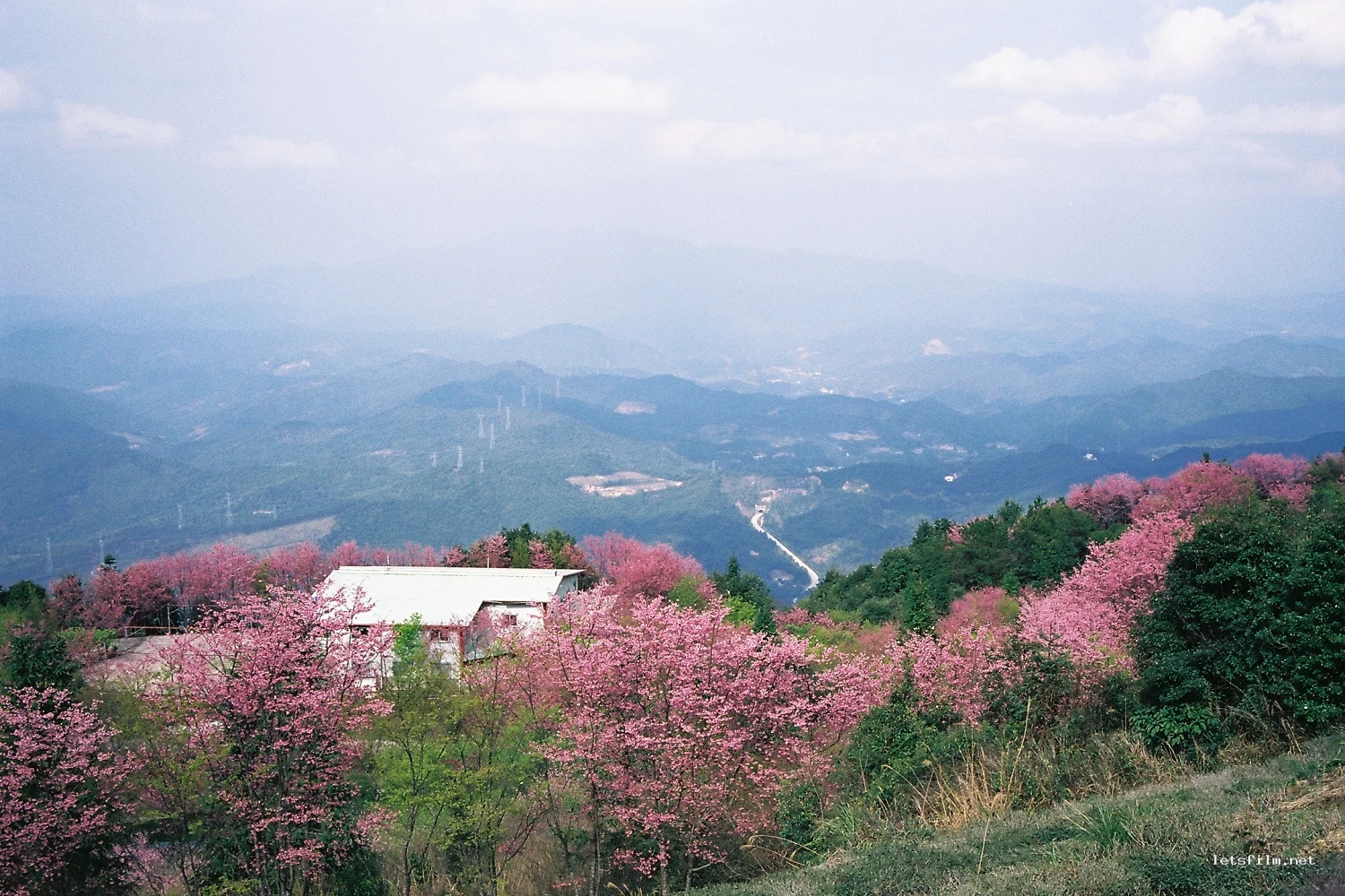山樱