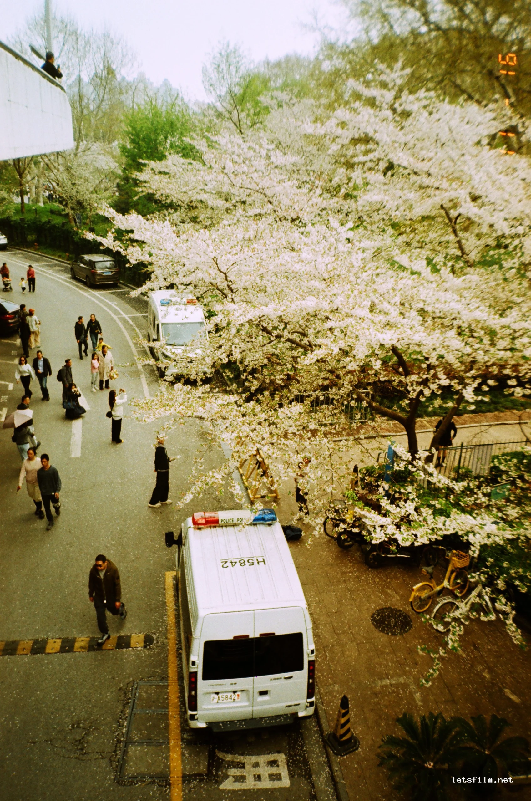浪漫樱花