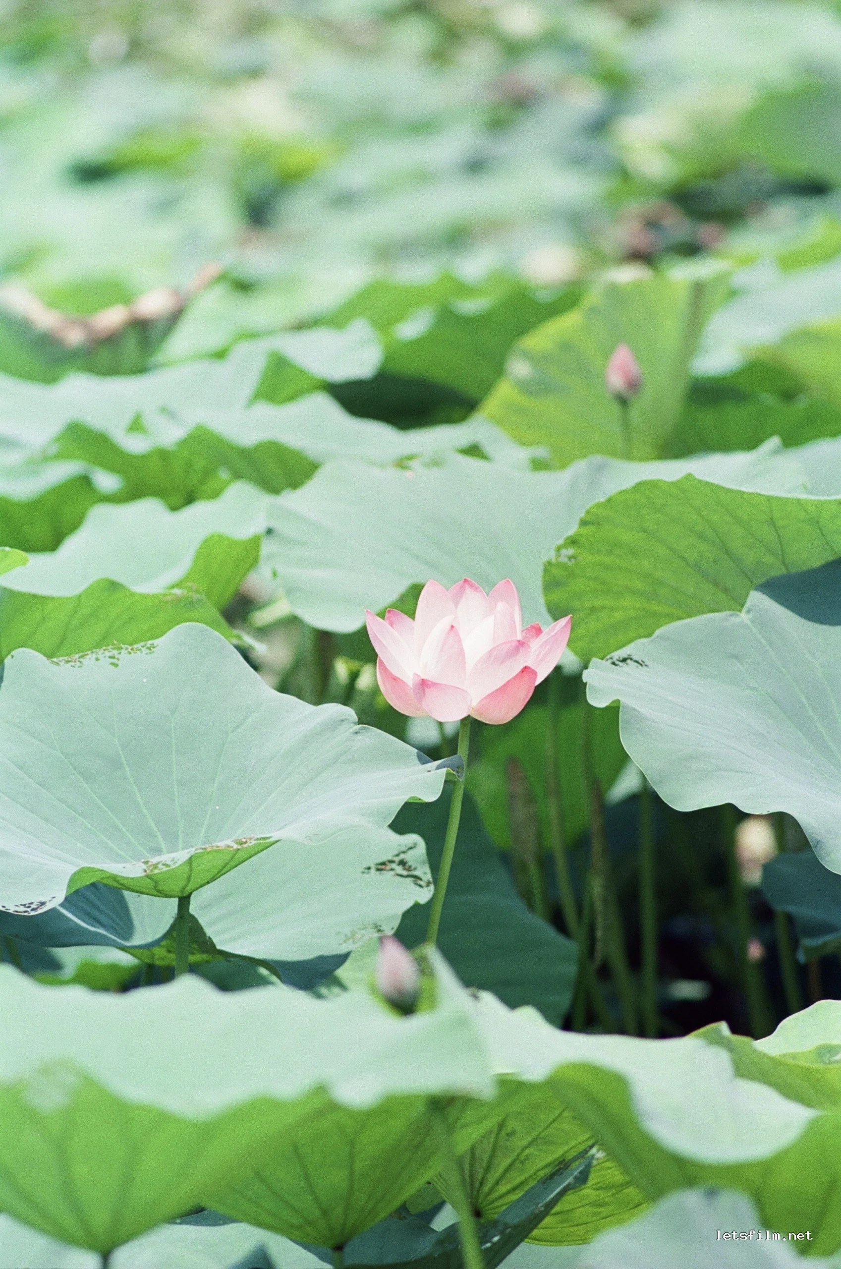接天莲叶无穷碧，映日荷花别样红