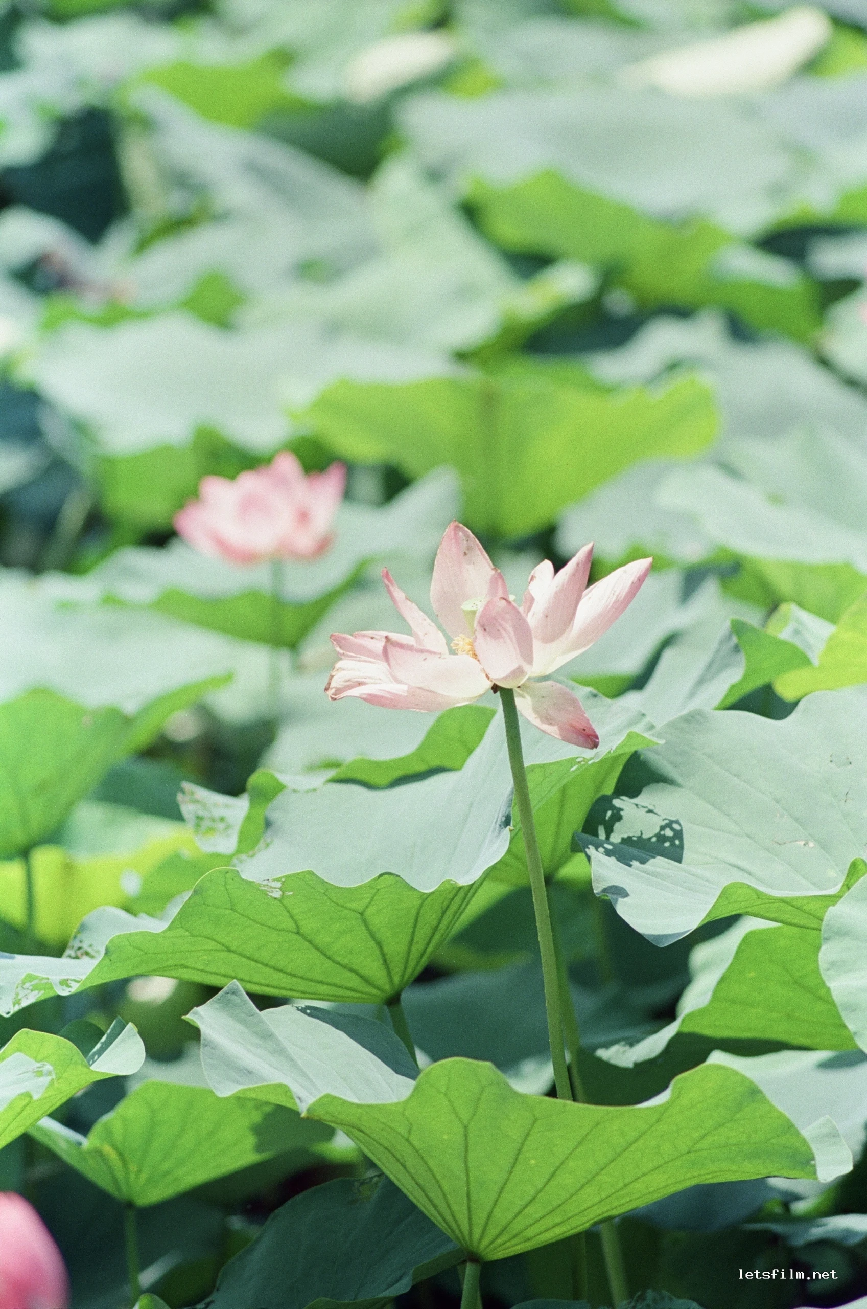 接天莲叶无穷碧，映日荷花别样红