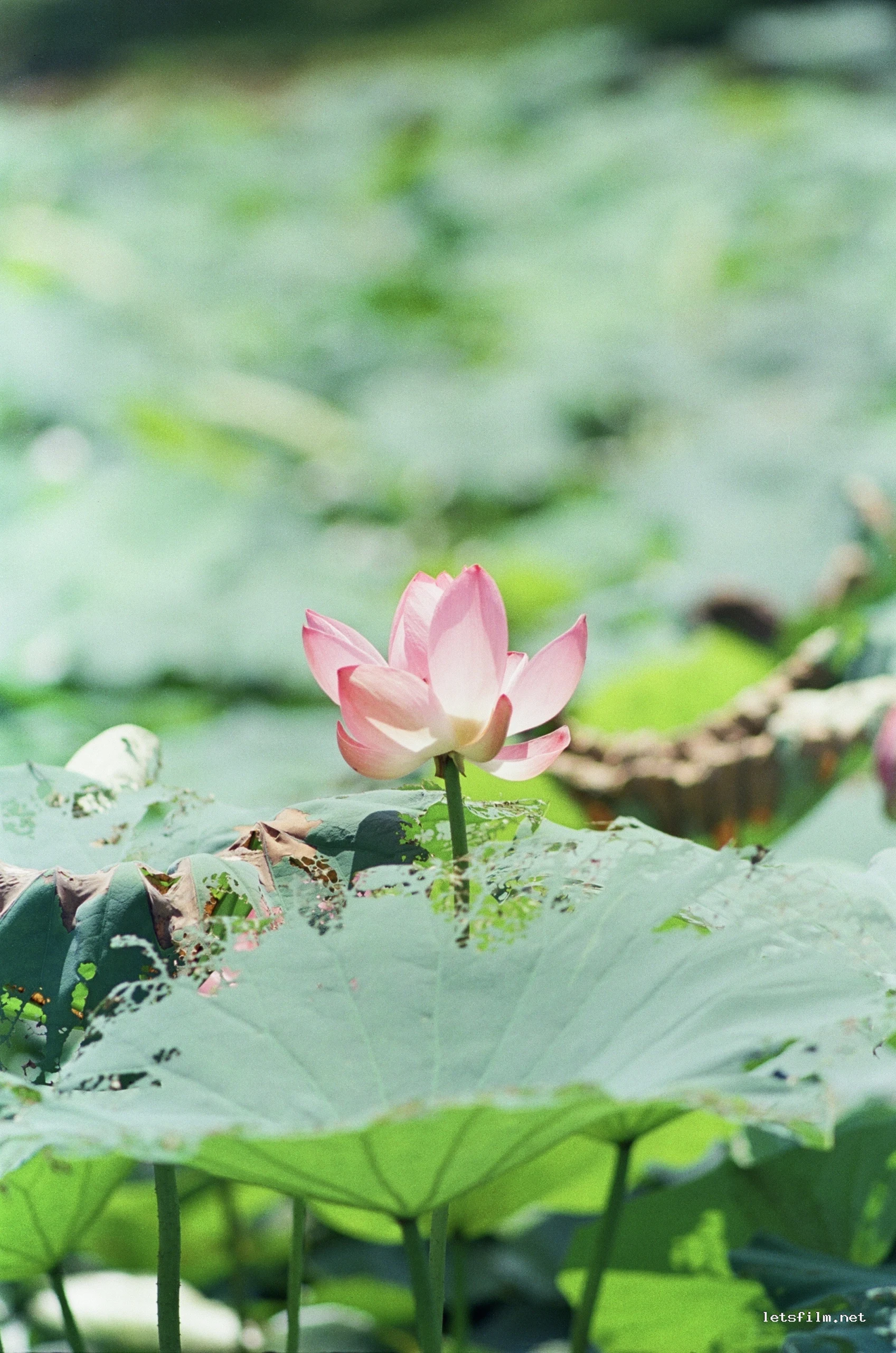 接天莲叶无穷碧，映日荷花别样红